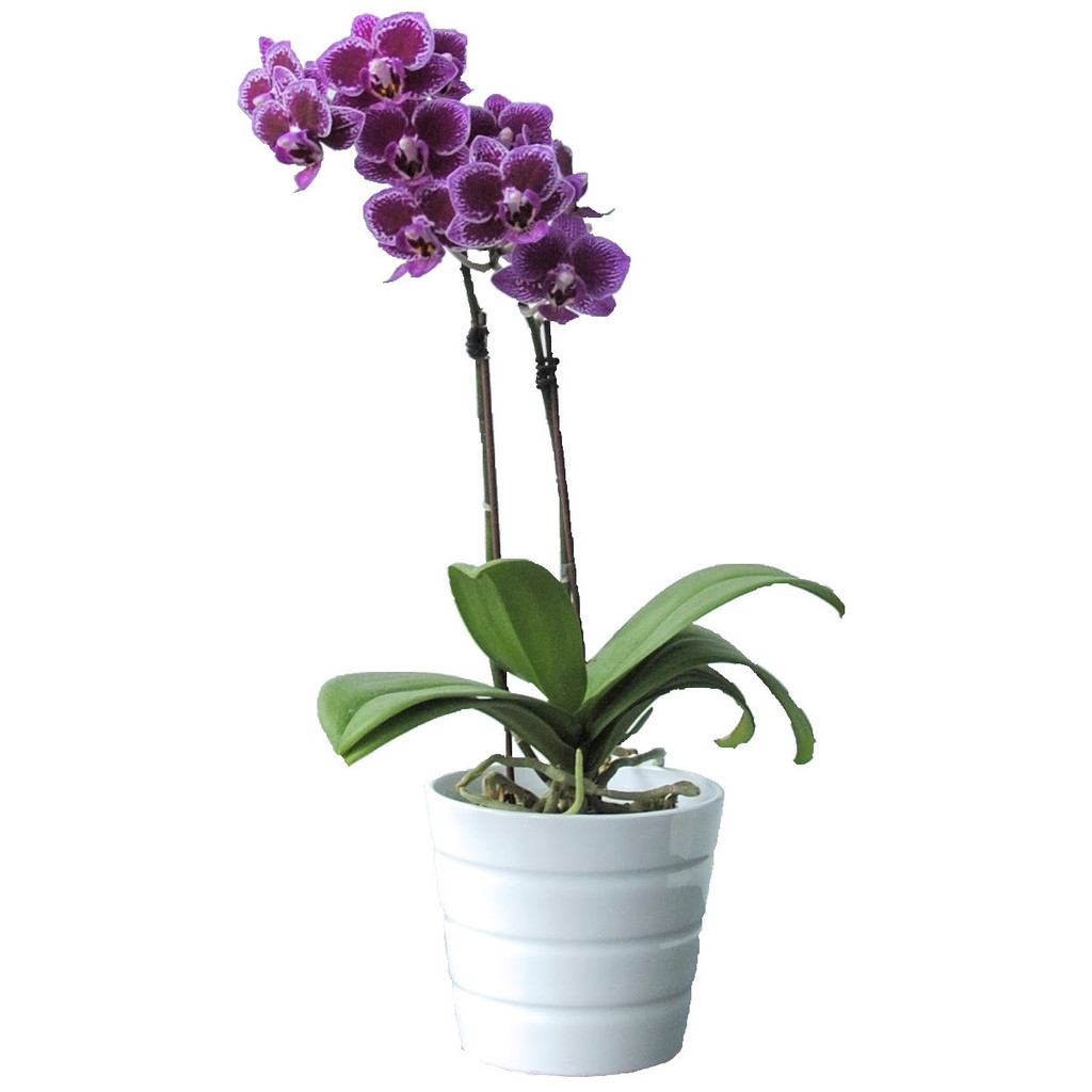 PURPLE PHALAENOPSIS ORCHID | 4 Orchids